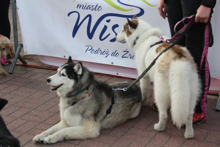 Fragment biegu Pucharu Polski w Dogtrekkingu w Wiśle